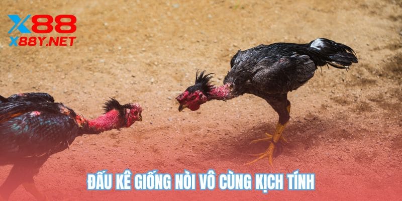 Đấu kê giống nòi vô cùng kịch tính
